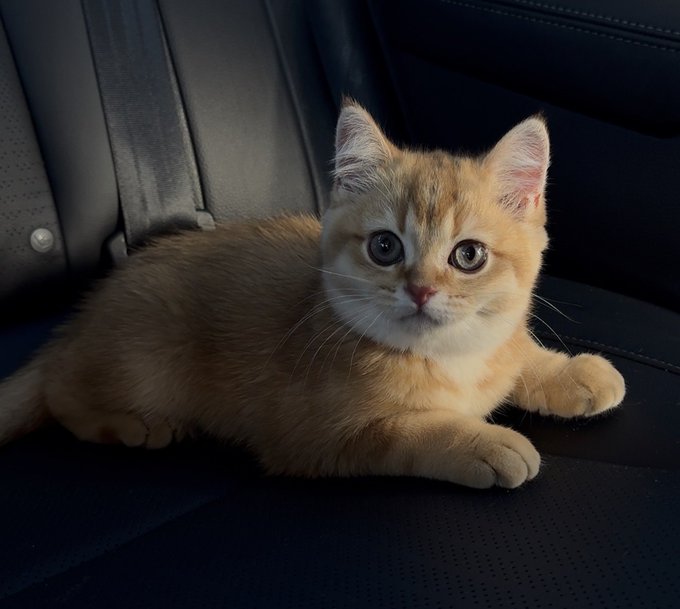 A fluffy golden kitten lounges on a dark leather car seat, gazing up with big curious eyes. The relaxed, unbothered vibe of the cat perfectly captures the "unemployed" mood of the post.