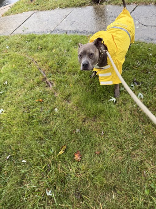 A gray pit bull-type dog wearing a bright yellow raincoat and being walked on a leash across a grassy lawn next to a sidewalk.