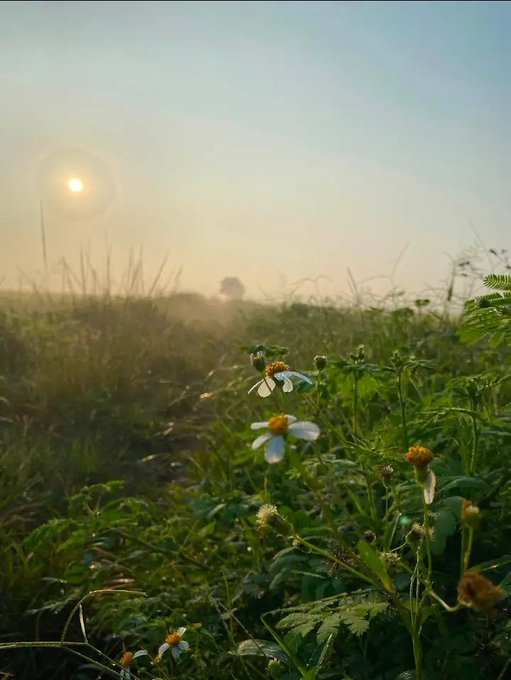 A misty sunrise over a grassy field with daisies in the foreground, silhouetting a distant figure against the glowing sun.