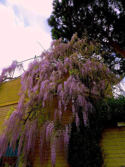 Cascading clusters of purple wisteria flowers hanging from a brick building with a green pine tree visible in the background against a bright sky.