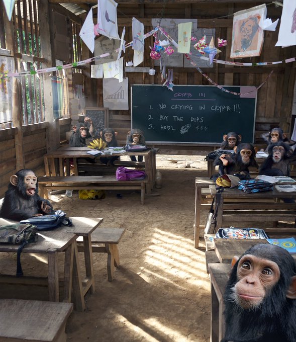 Chimpanzees are sitting at desks in a rustic classroom with a chalkboard reading "CRYPTO 101: 1. NO CRYING IN CRYPTO!!! 2. BUY THE DIPS 3. HODL $$$", with a chimp in the foreground looking at the camera.