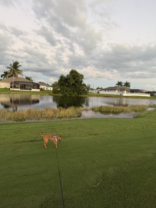 A small tan dog wearing a pink harness stands on a green lawn near a pond, with houses and palm trees visible in the background under a cloudy sky.