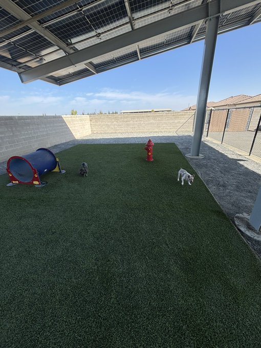 A backyard dog area features artificial green turf with a red fire hydrant decoration, a blue play tunnel, and small dog figurines, shaded by a solar panel structure.