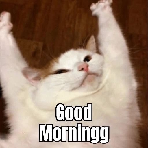 A cheerful white and orange cat lying on its back with paws up, captioned "Good Morning" in bold text.