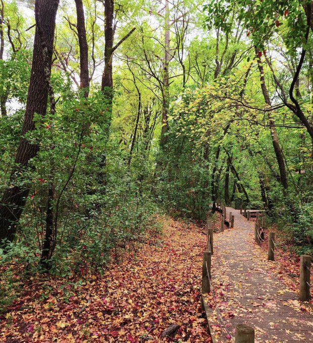 A serene forest pathway covered in autumn leaves, bordered by lush green trees and a wooden railing.