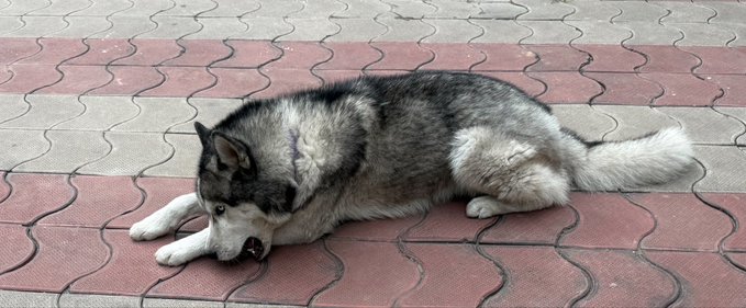 A black and white husky lies on patterned brick pavement, chewing on a small object.