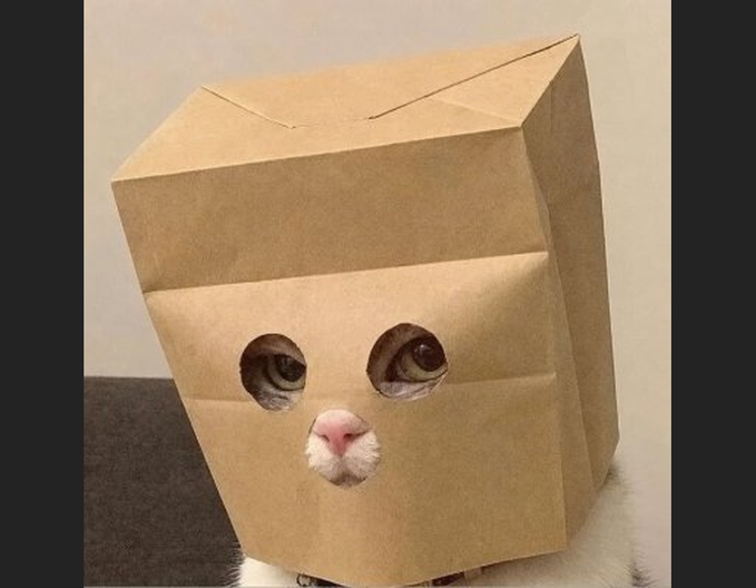 A curious cat with large eyes peeks through two holes cut into a brown paper bag placed over its head, with its pink nose poking through a smaller opening below, playfully resembling a meme about hidden or stealthy token buying activity.