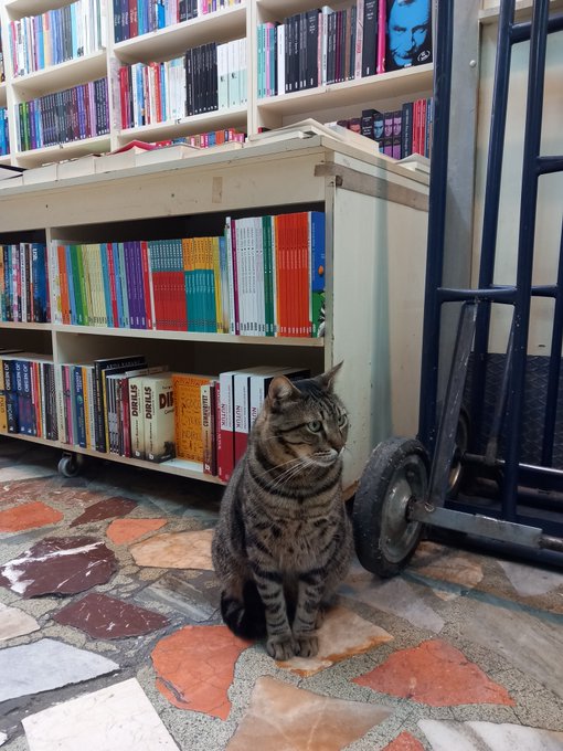A tabby cat sits on a colorful mosaic tile floor in front of bookshelves displaying rows of novels, with a blue cart visible to the right.