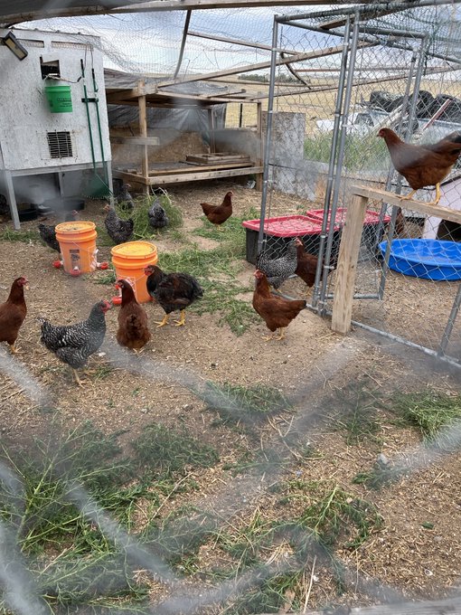 Several chickens of various colors roam inside a fenced enclosure with a chicken coop, waterers, and a small blue wading pool.