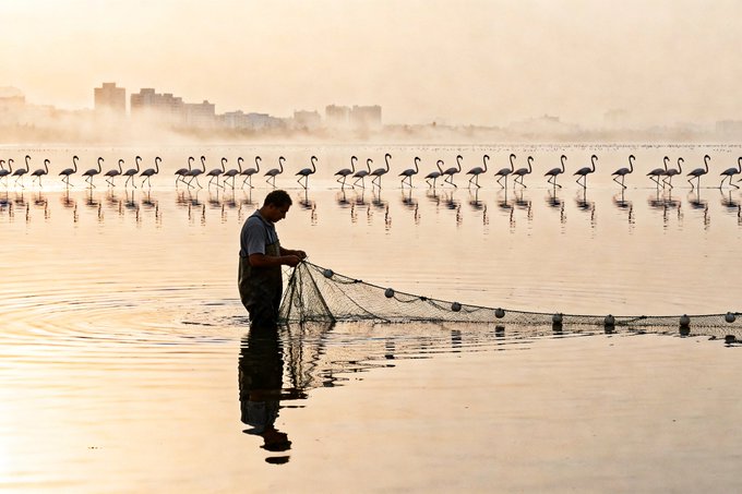 A serene, misty photograph of a man casting a fishing net in shallow water, with a flock of flamingos standing in the distance and a city skyline on the horizon.