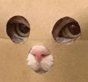 A cardboard box with two holes cut out to look like eyes, revealing a cat's actual eyes peering through from inside.