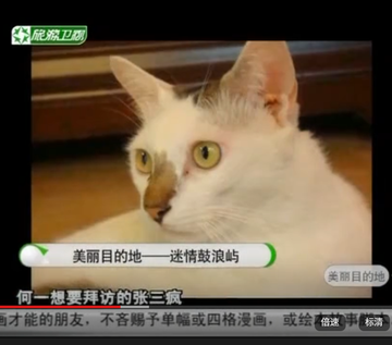 A white and orange cat with yellow eyes appears on a Chinese television broadcast from 辰威卫视 (Chenwei TV), with on-screen subtitles reading "美丽的地方—述情鼓浪屿" (Beautiful Place - Shuzhi Gulangyu) and "最营目的地" (Top Destination), while the caption "何一想要拜访的张三疯" suggests this is the cat Zhang Sanfeng that someone named He Yi wants to visit. The image appears to be a viral news clip featuring this famous cat, tying into the post about a celebrity visit making headlines.