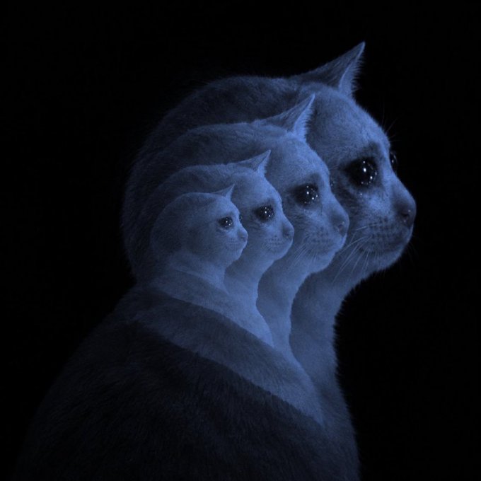A dark, surreal artistic image featuring a blue-tinted cat facing right, with multiple progressively smaller cat heads overlapping within its silhouette.