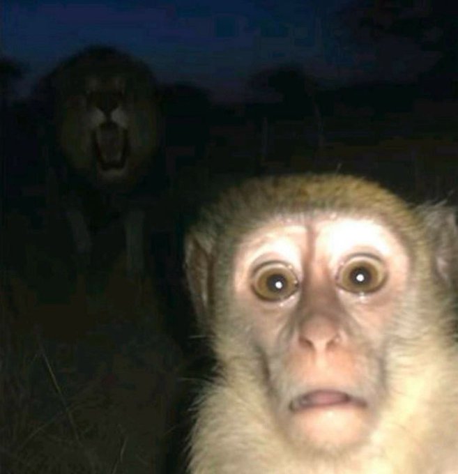 Two monkeys are captured at night in the dark; one in the background has its mouth open, while the one in the foreground looks directly at the camera with wide eyes.