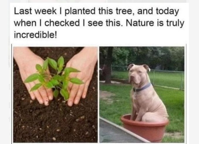 A humorous meme shows hands holding a small plant in soil on the left, paired with a picture of a large dog sitting inside a flowerpot on the right, captioned 'Last week I planted this tree...'