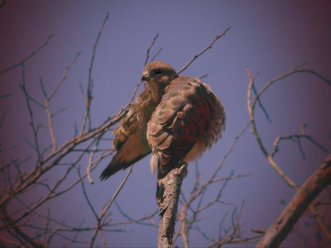 A hawk or similar bird of prey perched on a bare tree branch against a purple-hued sky, looking back over its shoulder.