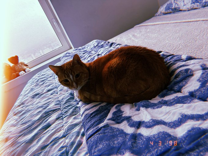 An orange tabby cat lounges on a blue and white patterned bedspread beside a sunny window, with a timestamp of "4 3 '98" in the corner—capturing the beloved feline $Hobbes who is humorously celebrated as crypto influencer $Ansem's "$100M" cat.