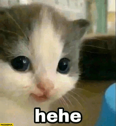 A close-up video frame of a sad-looking kitten with large eyes and the caption 'hehe' at the bottom, watermarked with PACZASZK.PL.