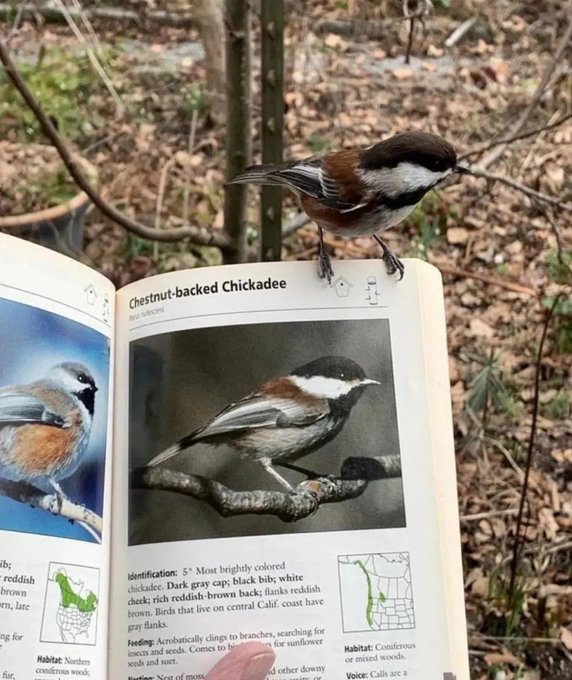 A real Chestnut-backed Chickadee perches on a bird identification book showing a photo of the same species, matching the bird's dark gray cap, black bib, and white cheek.