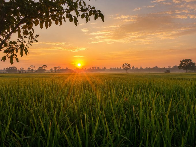 A scenic landscape photograph of a vibrant sunrise or sunset over a lush green rice paddy field, with tree silhouettes and light rays beaming through the morning mist.