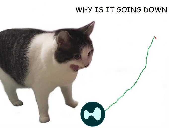 A distressed-looking black and white cat yells "WHY IS IT GOING DOWN" at an upward-trending green chart line, humorously illustrating confusion over $HYPE's price movement—suggesting a gap between the news ("$HYPE news we deserve") and the unexpected downward price action.