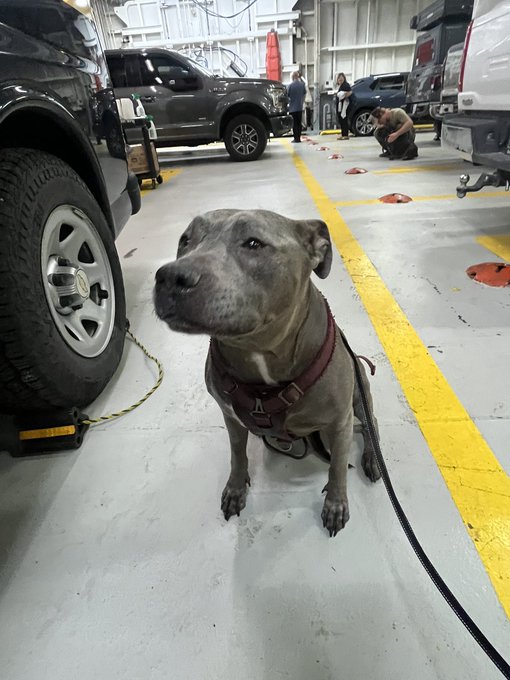 A gray pit bull-type dog wearing a maroon harness sits on the floor of an auto repair shop, with vehicles and mechanics visible in the background.