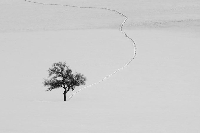 A black and white photograph of a lone tree standing in a vast snowy landscape, with a winding trail of footprints traversing the snow.