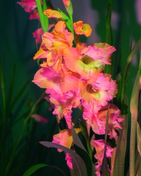 A vertical photograph of vibrant pink and orange gladiolus flowers blooming against a dark green background.