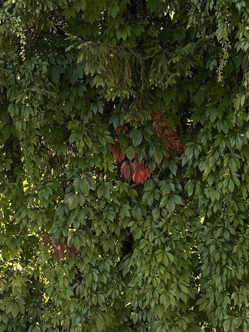 Green vine foliage with a cluster of dried, reddish-brown leaves visible among the healthy leaves.