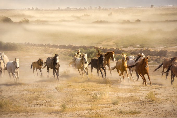 A cowboy rides among a herd of galloping horses through a dusty, sunlit plain.