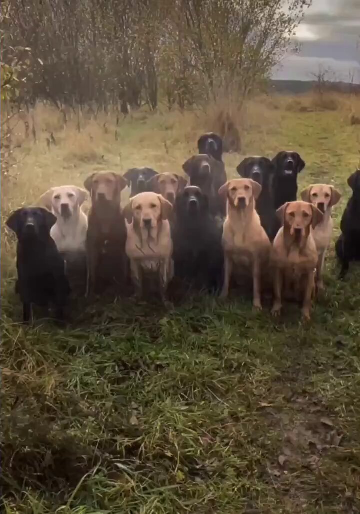 The image features a group of dogs standing together in a field, with some of them looking at the camera while others are facing away. There are nine dogs visible in total, each exhibiting different colors such as black, brown, tan, and white. The dogs appear to be gathered for a photo session or possibly waiting for their owner who is taking pictures of them.