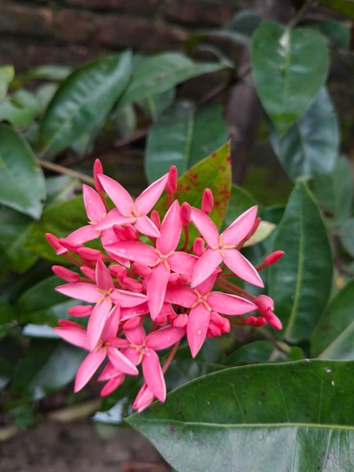 A cluster of pink star-shaped flowers, likely ixora, blooming among lush green leaves.