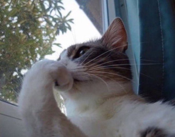A close-up shot of a brown and white cat with a frozen, unblinking expression as it grooms itself, perfectly capturing the spirit of someone who hasn't made progress on their goals. The motionless feline mirrors the poster's stagnant Web3 earnings halfway through Q3 2026, embodying that relatable "pls put on this motionless boy" energy.