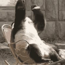 The image features a panda bear sitting comfortably on top of a chair, with its arms raised high above its head. The panda appears relaxed and at ease while enjoying its time on the chair. The photo has been edited to include text that reads "落選ほぼ当たると思ってた 本番までのお楽しみにしとく" which is likely a caption or description of the image, possibly related to the panda's behavior.