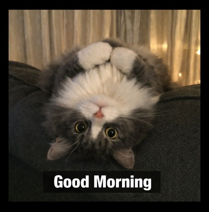 An upside-down gray and white cat sitting on a dark couch with 'Good Morning' text at the bottom and string lights in the background.