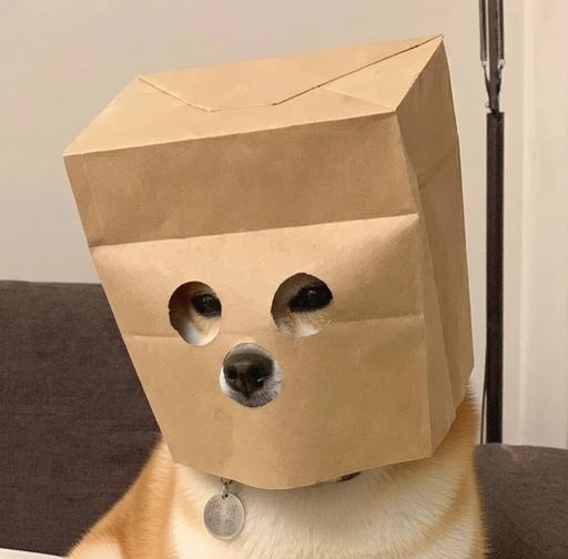 A cat wearing a paper bag over its head with holes cut out for its eyes and mouth, looking through the openings.