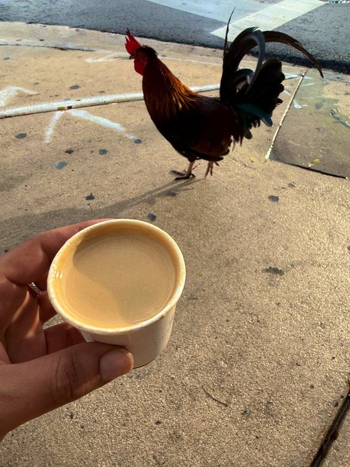 A hand holding a small paper cup of light-colored coffee in the foreground, with a striking rooster featuring dark plumage standing on a sidewalk in the background.