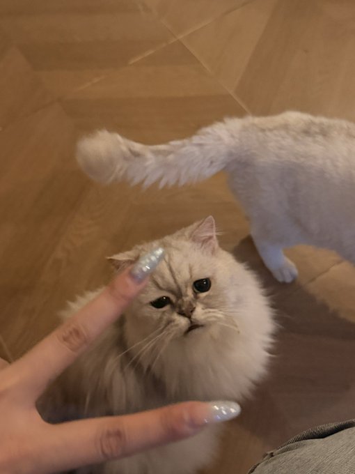 Two fluffy cats—one with its tail raised high, the other gazing up curiously—interact with a hand making a peace sign, capturing a cozy weekend moment at home in Changsha. The playful felines add a warm, lighthearted touch to a relaxed day spent between meals and market checks.