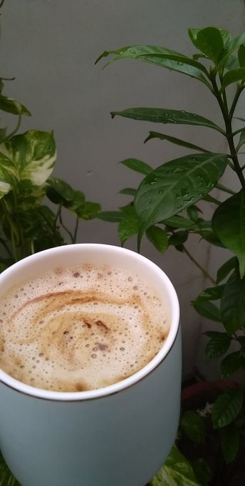 A close-up photo shows a frothy, creamy beverage in a white mug placed in front of vibrant green leafy houseplants.