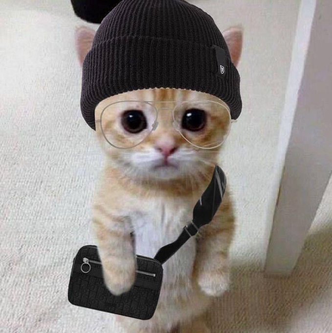 An orange and white kitten wearing a black beanie, clear glasses, and a small black crossbody bag, looking directly at the camera.