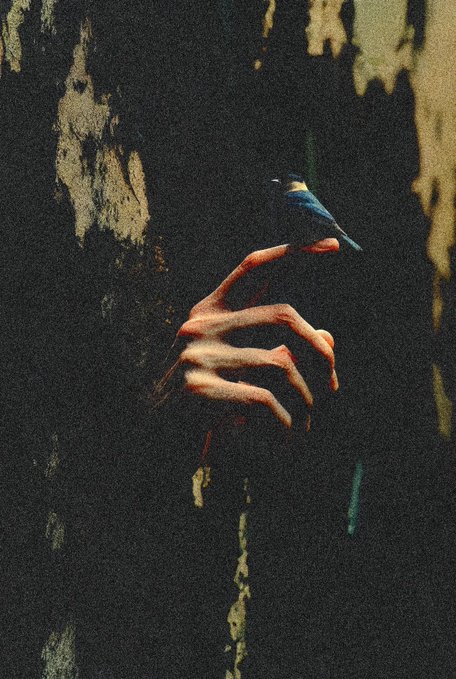 A small dark bird with a white head marking perches on a person's outstretched fingers in a dimly lit, grainy photo.