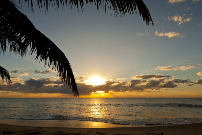A scenic photograph of a sunset over the ocean, with golden light reflecting on the water, viewed from beneath the silhouette of palm tree fronds.