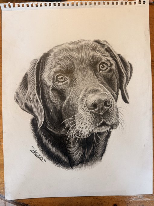 A detailed black-and-white pencil drawing of a black Labrador's head on a sketchbook page, complete with an artist's signature.