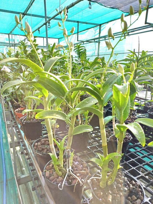 Potted orchid plants with green leaves and unopened flower buds growing in a greenhouse or nursery under a turquoise shade cloth, with their roots visible in a clay pebble growing medium.