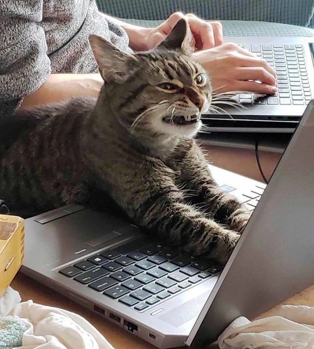 A tabby cat sitting on a laptop keyboard with its teeth bared, while a person types on a second laptop behind it.