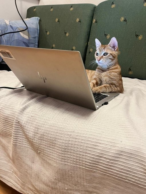 An orange tabby cat with large ears lies on a textured white blanket, peering attentively over an open silver HP laptop, with green patterned pillows in the background.