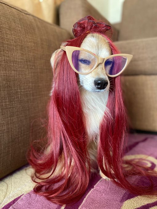 A small white dog wearing a long red wig, a matching red bow, and large cat-eye glasses with purple lenses, sitting on a purple blanket.