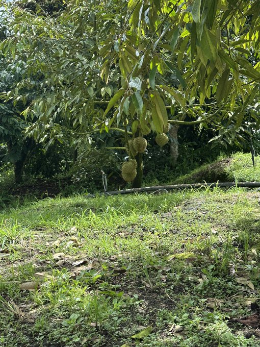Two spiky durian fruits hang low from a leafy tree branch, with one fruit suspended close enough to the grassy ground to touch it, offering a fresh perspective on the familiar tropical fruit. The image captures the spirit of the post's message—finding renewal by viewing everyday scenes from a new angle, starting small with the simple beauty of nature's morning gifts.