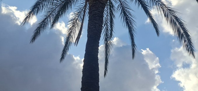 A low-angle photograph looking up at a tall palm tree against a blue sky with scattered white clouds.