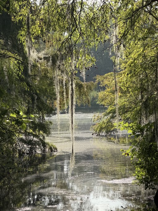 A serene, moss-draped waterway glimmers through a lush canopy of hanging foliage and willow branches, with no visible signs of alligators lurking in the still, reflective waters.